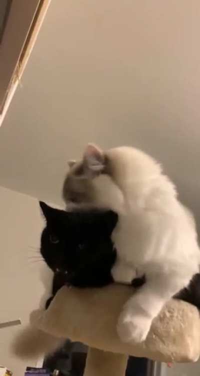 I think Coco (back) is regretting getting a little sister