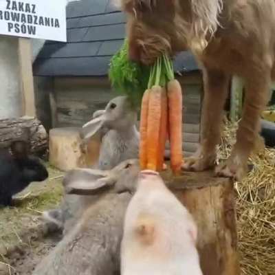 ? Dog feeding other animals