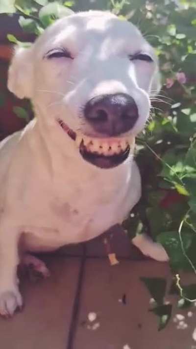 Starting to think they can actually laugh ?