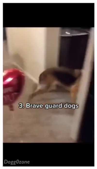 German Shepard’s are unique