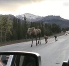 ? A moose family casually walking down a road