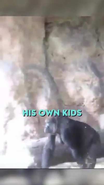 Gorilla father likes to steal his babies.