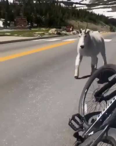 ?An absolutely massive mountain goat spotted in Montana, United States.