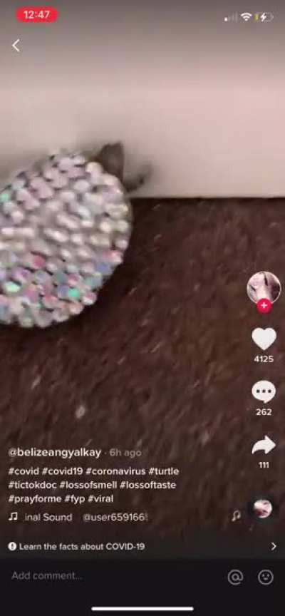 I abuse my pets ? now follow me for clout!