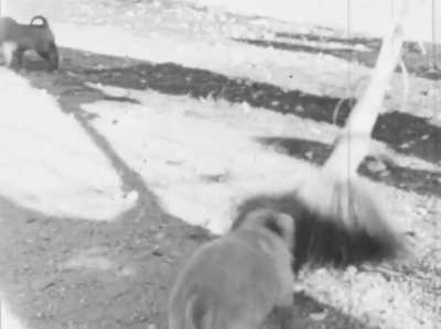 An archivist found a long forgotten 8mm film reel in an old metal box, marked "Philipines 1942". Thinking it was lost WWII footage, he sent it in to be restored/digitized. When he got the footage back, he found puppies instead.