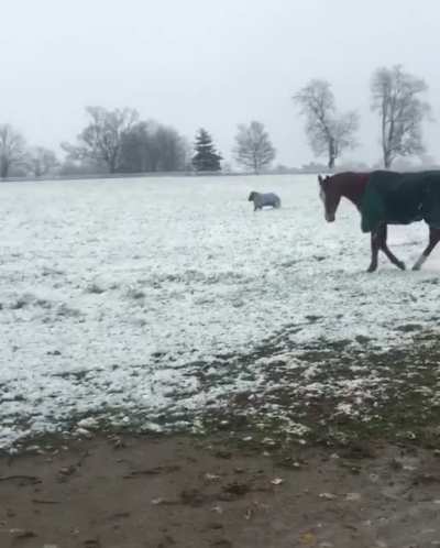 enjoy some pygmy horse zoomies ?