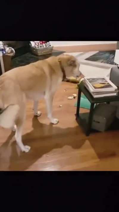 I’m so happy for a new bone . Oh no what have I done. Sorry got to go