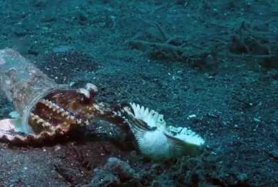 ? Diver convinces octopus to trade his plastic cup for a seashell