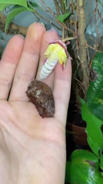 ? Chinese Moon Moth hatching!