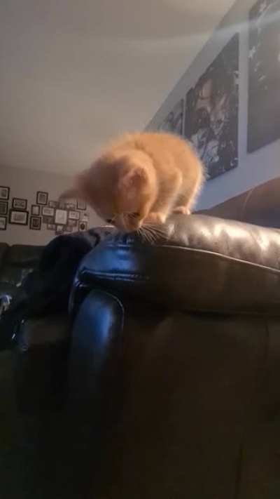 Walter's smol mew ??