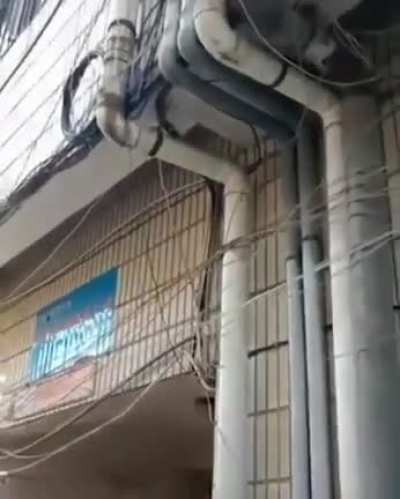 ? This tree defying all odds and growing through a pipe along the side of a building ?
