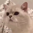 Meow-wbr-wbr-wbr-wbr-wbrrrr...[ERROR]
