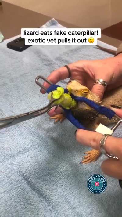 Lizard eats fake caterpillar ?