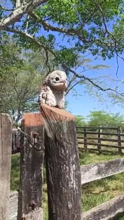 ? This is the best footage I have ever seen of my favourite bird, the Potoo. ?