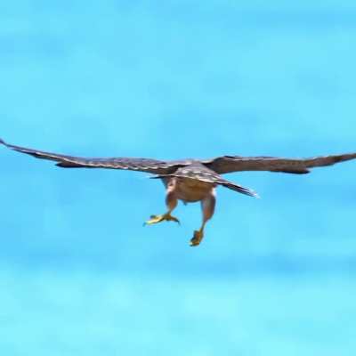 ? Juvenile peregrine falcon testing his weapons system