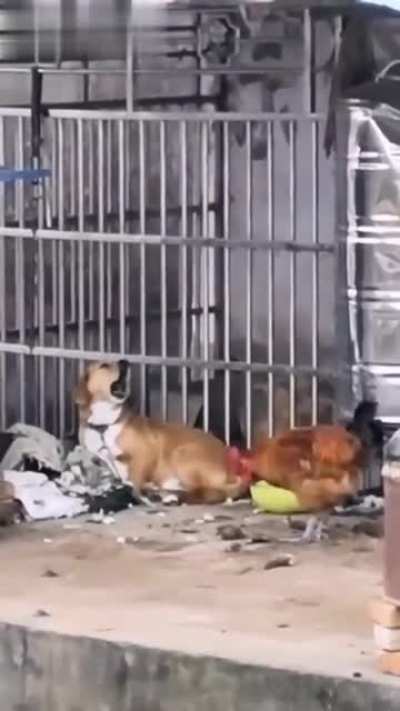 Dog vs. Cock, who does it better?