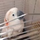 The parrot is afraid of tickling.