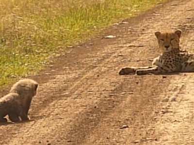 ? This cheetah cub practicing its stalking skills on its mom ?