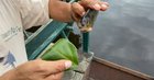 ? Piranha, Nature's Hole Punch