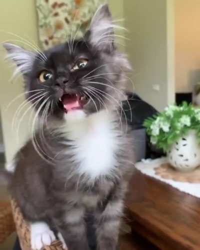So smol and fuzzy