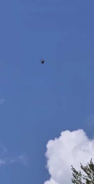 A spider “ballooning”