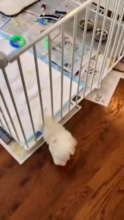 Spent 3 hours putting together the new pup's pen...