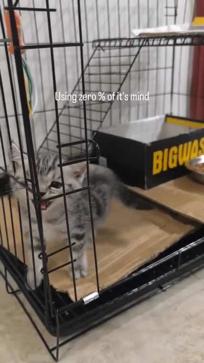 Let him out ?