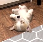 Have you seen anything cuter today?