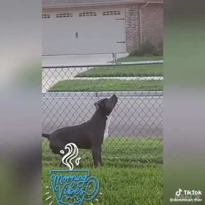 Dog makes friends with a bird