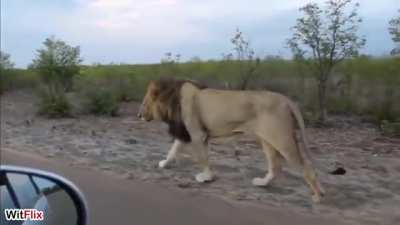 ? Indian/Asiatic Lion doesn't like to be followed.