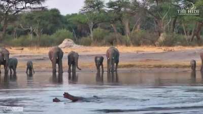 ? Moto Moto the hippo, ruling his waterhole and putting on a show for the elephant audience