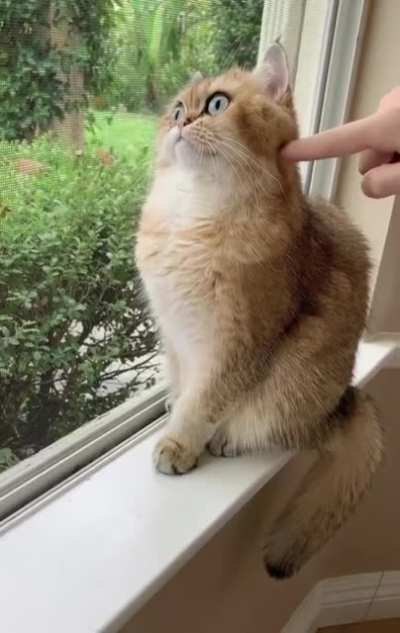 Cat will be cat