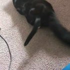 my two kittens wrestling knocking over a fan and getting startled