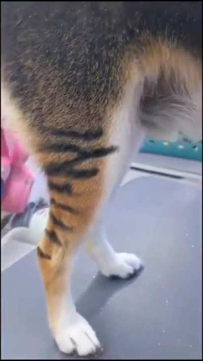 Tasmanian Tiger Cosplay (This is at a Groomer &amp; is petsafe)