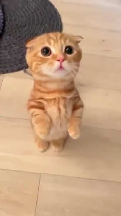 Can you give me more treats, please ?❤️