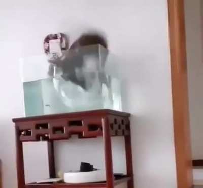 Swimming in aquarium