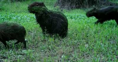 ? Capybara herd covered in algae after leaving a swamp ?