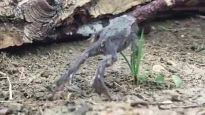 When frogs forget how to jump...