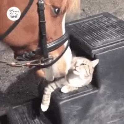 BFF's