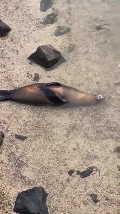? Seal taking a nap