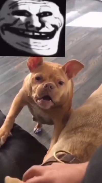 Sad doggo
