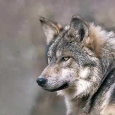 Man found 70 pictures googling "Wolves" and created this