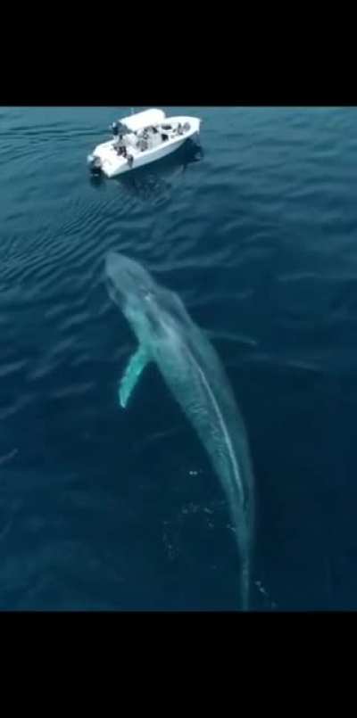 ? Blue Whale approaching a boat ?