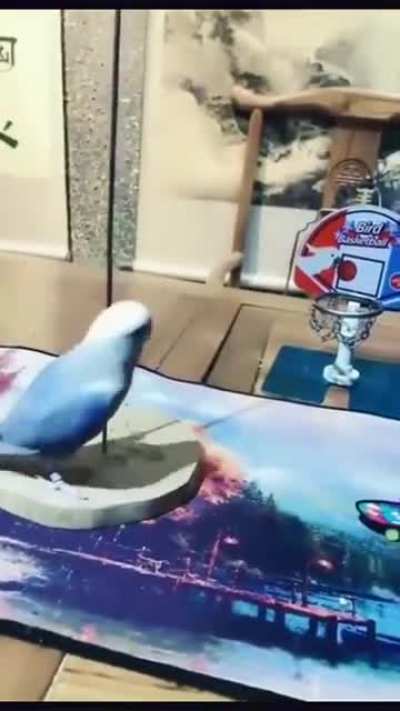 There's nothing this bird can't do.