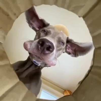 Boop..??