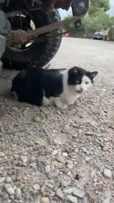 Just came across this guy ?