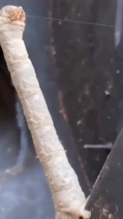 Scientists have found a baby brachiosaurus?