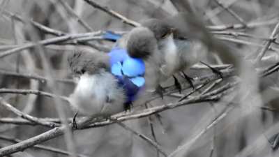 ? Meet Old Blue and his little baby Splendid Fairy-Wren family from Bedfordale, Western Australia ? Mark Eatwell
