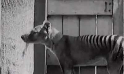 This is ‘Benjamin’, the last known surviving Tasmanian tiger. He died in 1936