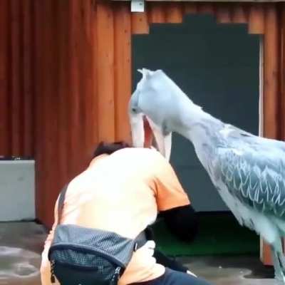 ? A Shoebill Stork native to east tropical Africa ?